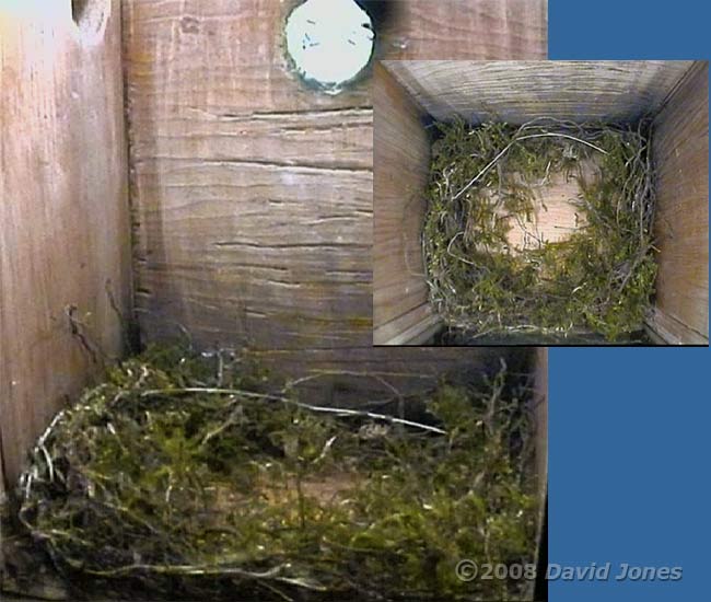Great Tit - nest at 8.30am, with moss added