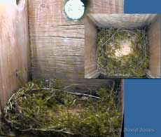 Great Tit - nest at 8.30am, with moss added