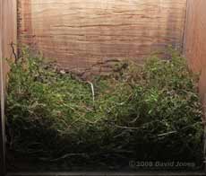 Great Tit nest - taken with Olympus E-20 camera tonight