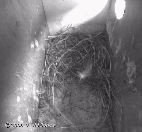Starling nest box R at 7pm
