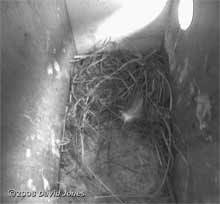 Starling nest box R at 7pm