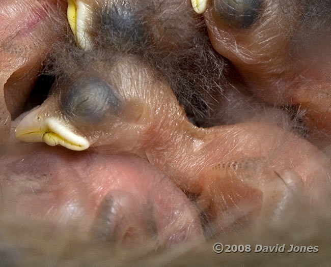 The Great Tit chicks today - close-up