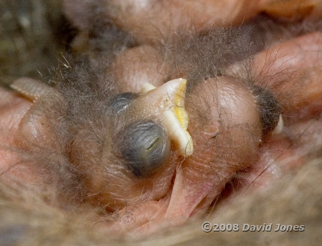 Great Tit chicks, showing a still closed eye and down