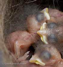 Great Tit chicks, showing a foot and its claws