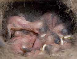 Great Tit chicks - 2