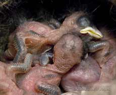 Great Tit chicks - 3