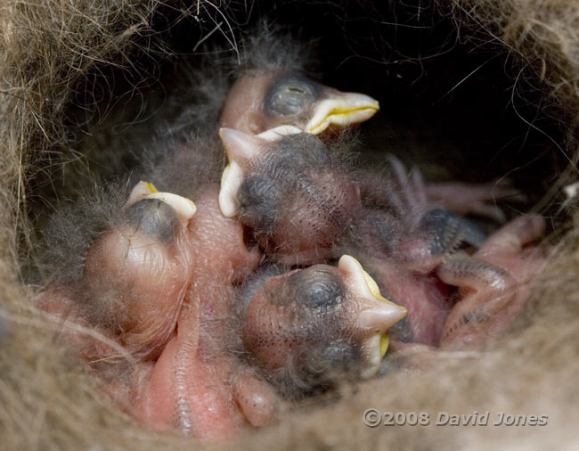 Great Tit chicks - 4