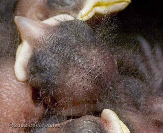A Great Tit chick with its down feathers