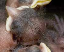 A Great Tit chick with its down feathers