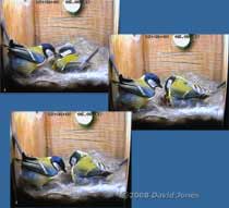 The male Great Tit passes food to his partner