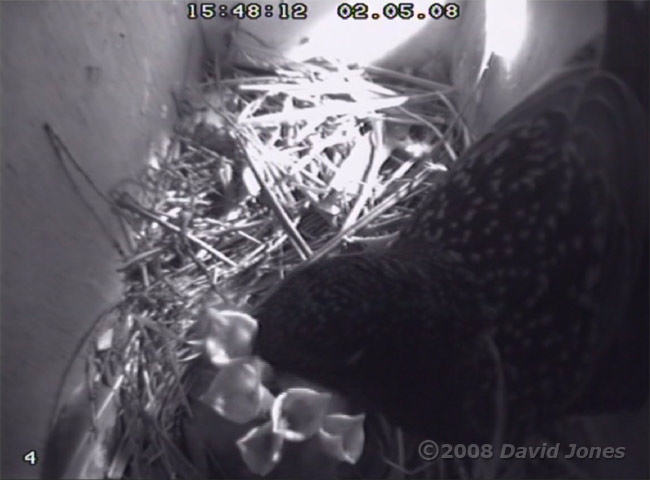 The Starling chicks are fed
