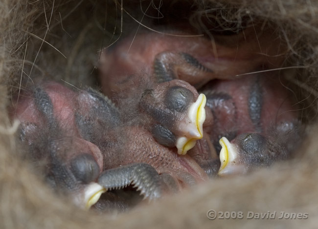 The Great Tit chicks today - 2