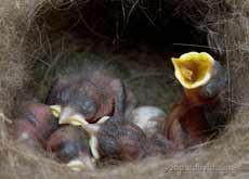 The Great Tit chicks today - 1