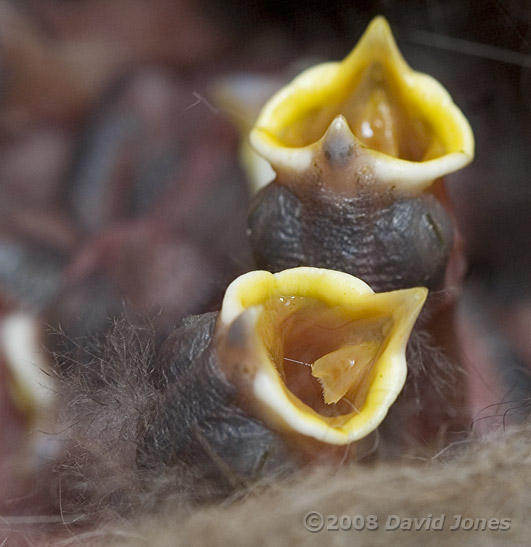 Close-up of Great Tit chick's gape, showing the tongue