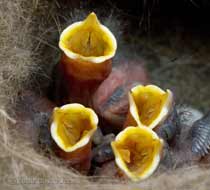Close-up of Great Tit chicks' gapes, showing the upper palate