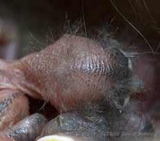 Close-up of top of Great Tit chick's head