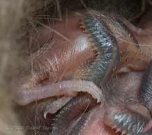 Close-up of Great Tit chicks - leg and wing