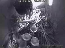 The Starlings chicks today