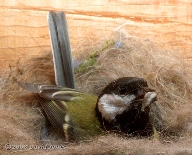 The female Great Tit prepares to leave with a faecal sac