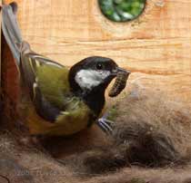 A plump caterpillar is brought in for the Great Tit chicks