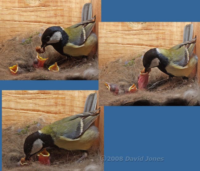 A caterpillar is offered to three of the Great Tit chicks