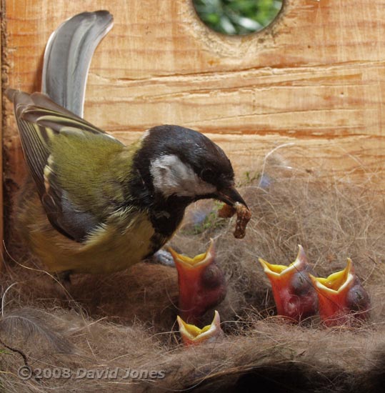 A thin caterpillar is offered to the Great Tit chicks