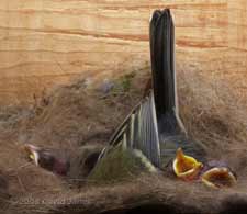 The female Great Tit enlarging the nest cup