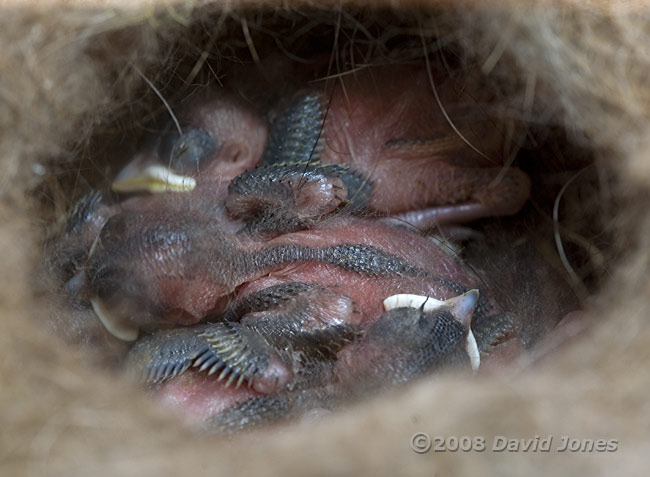 The Great Tit chicks today - 1