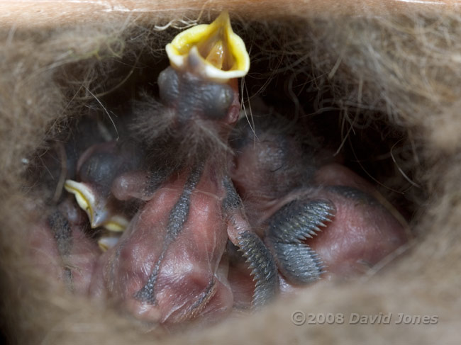 The Great Tit chicks today - 2