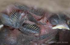 The Great Tit chicks today - 4