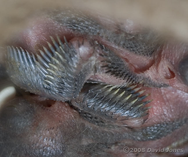 The Great Tit chicks today - 4 (close-up)