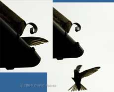 A Swift arrives next door