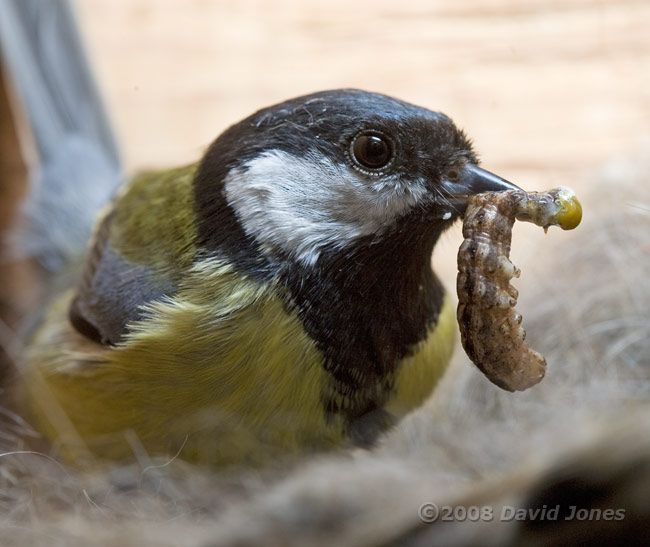 Great Tit female with caterpillar