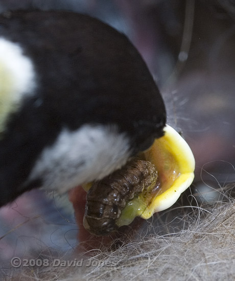 Great Tit chick is fed with caterpillar