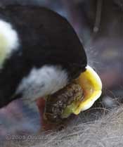 Great Tit chick is fed with caterpillar