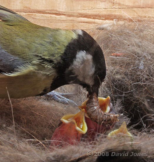 Great Tit female offers another caterpillar to her chicks