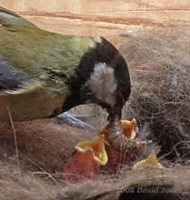 Great Tit female offers another caterpillar to her chicks