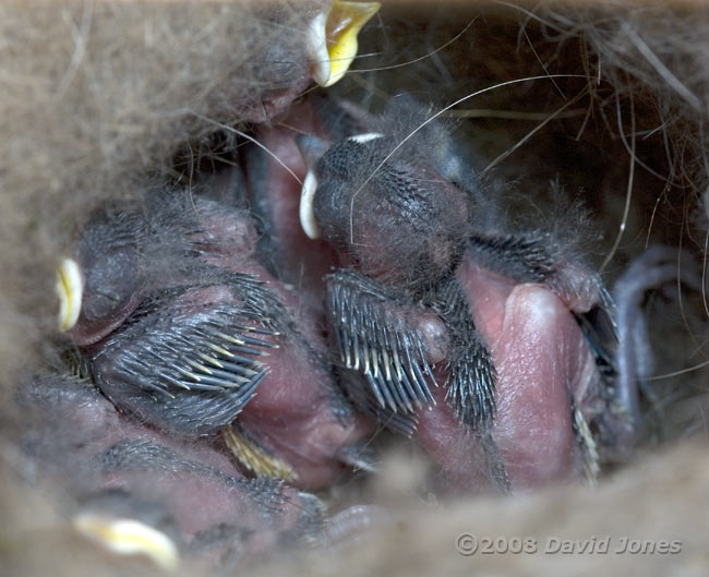 Great Tit chicks