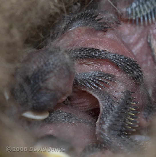 Great Tit chick, showing developing feathers onspinal ridge and shoulder area