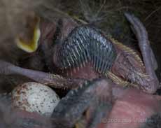 Great Tit chick's wing, and failed egg
