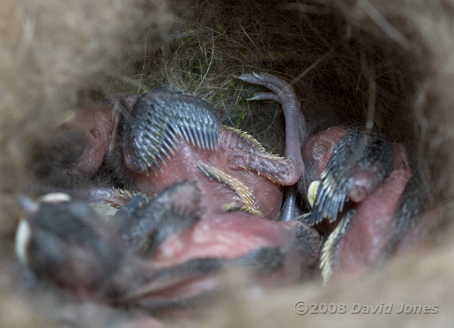 Great Tit chick, showing a leg