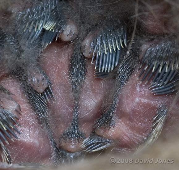 Great Tit chicks, showing developing spinal feather tract, and tail