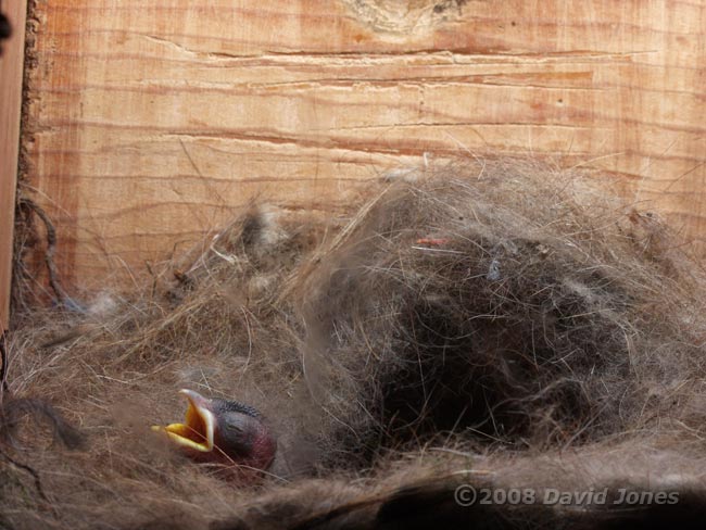 Great Tit chick in untidy nest