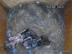 Great Tit chick climbs out of nest cup (cctv image)