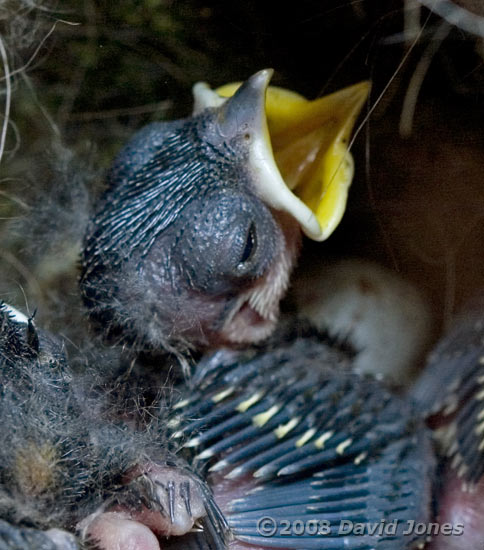 Great Tit chick's wing showing an open eye