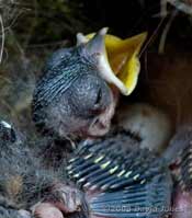 Great Tit chick's wing showing an open eye