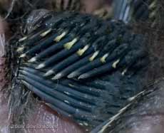 Great Tit chick's wing showing the emergence of feathers