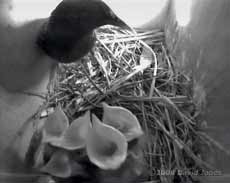 The Starling chicks greet a parent