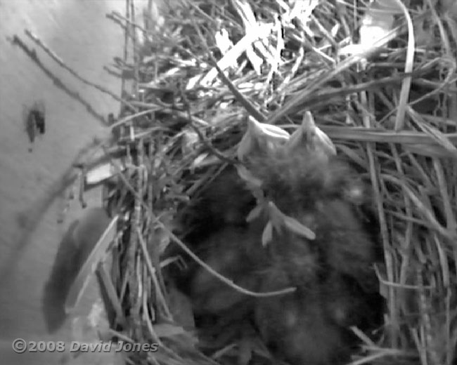 A fly visits the Starling chicks