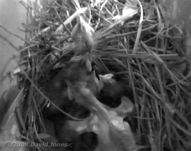 A Starling chick stretches its wings
